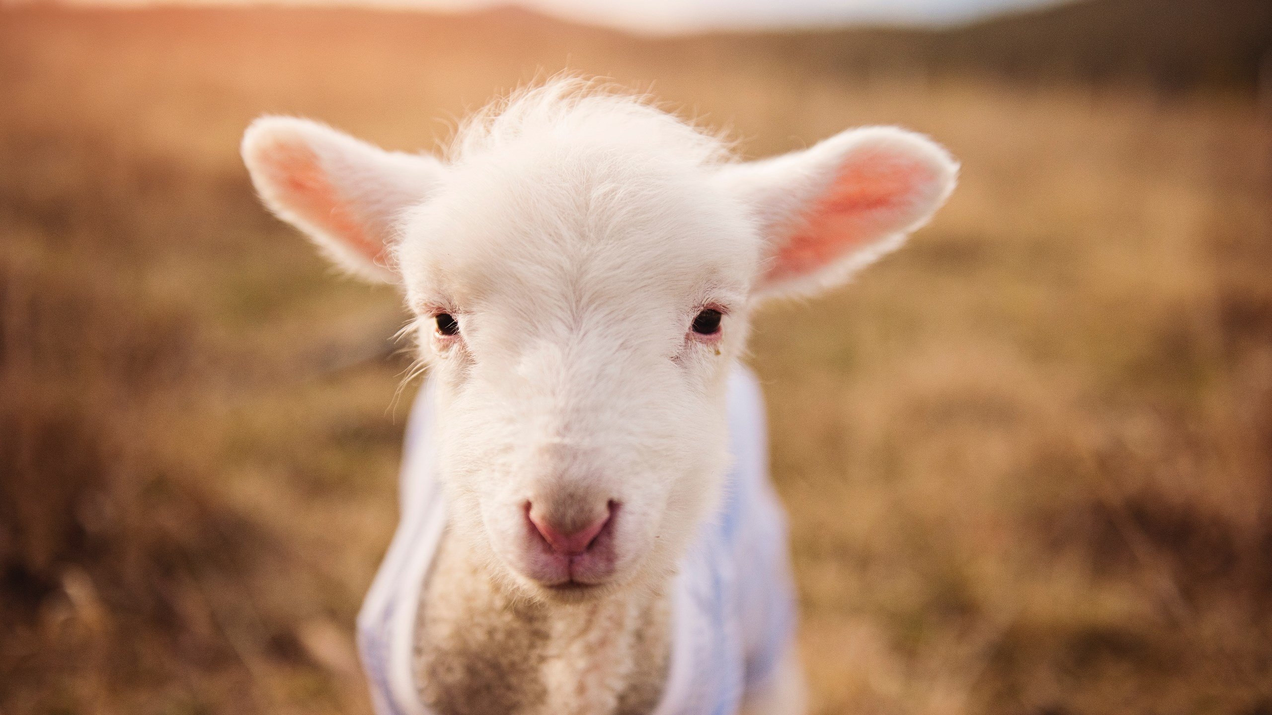 开云体育APP下载-_三球合作:团队协作新体验_,三球什么球队