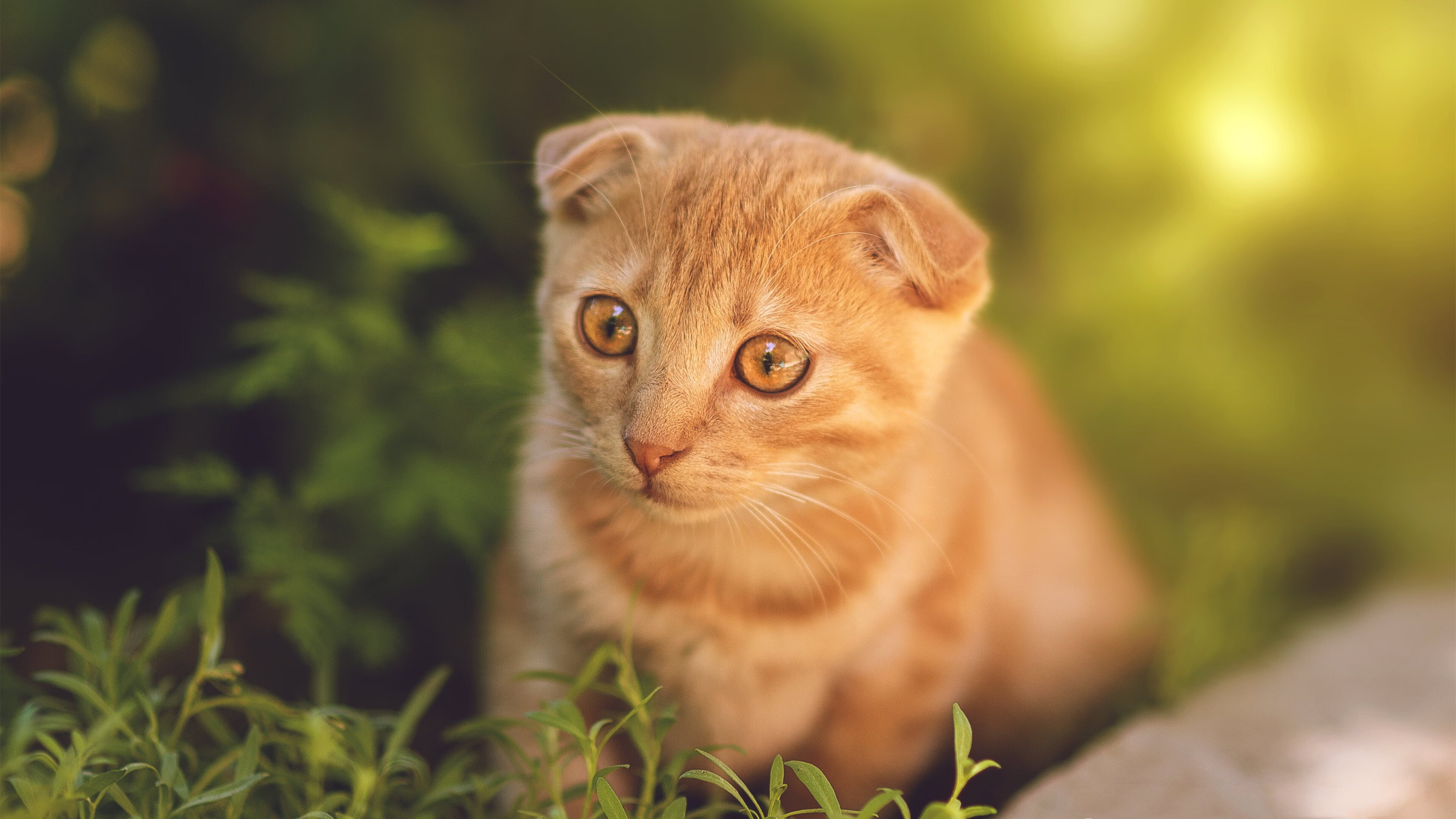 开云·体育官网APP下载-QQ飞车极速飙车大赛，载入史册的速度之夜，极速飙凉,飞车一夏