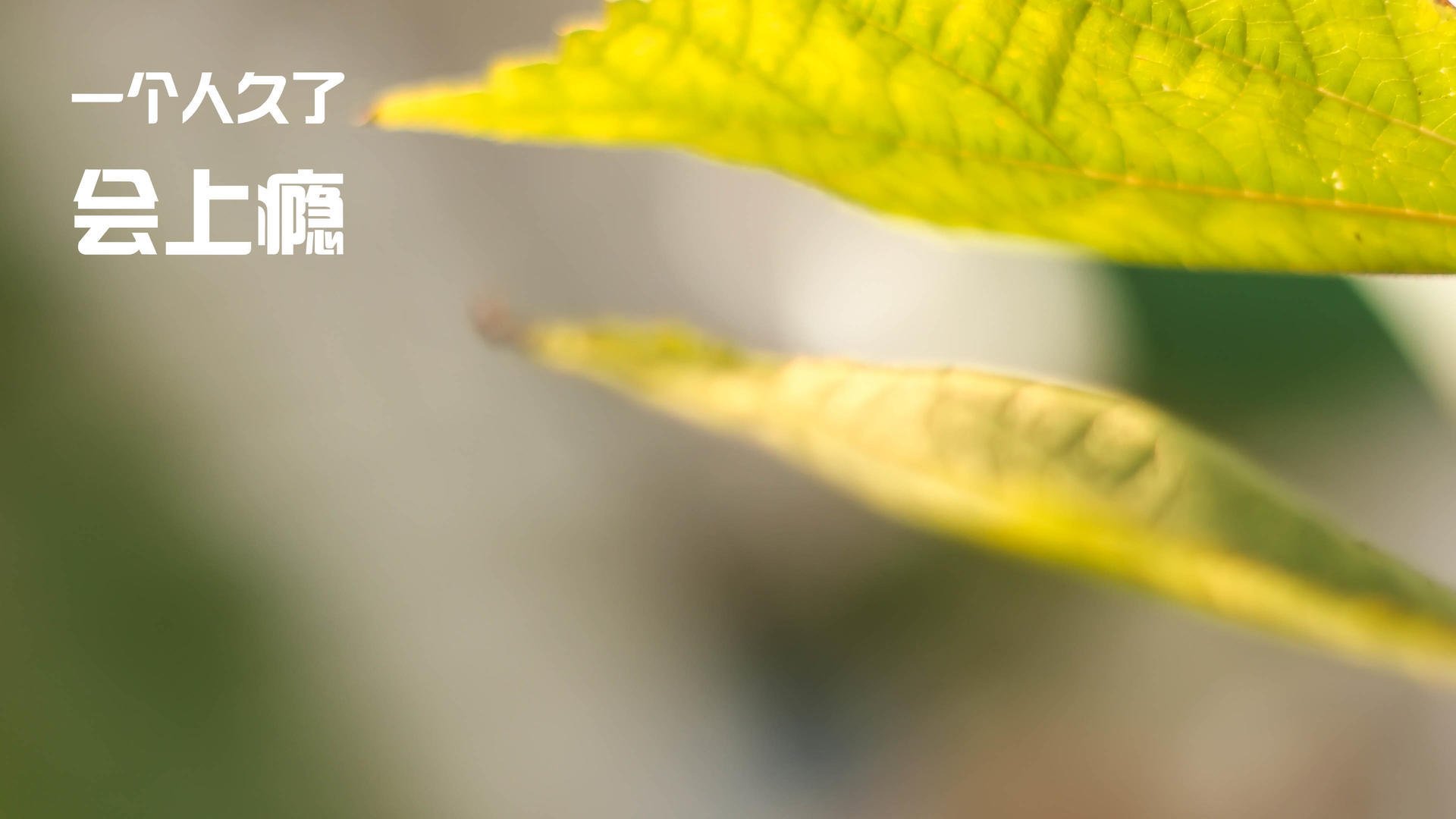 Kaiyun官方登录入口-《Valorant青春风暴，天才战队逆袭夺冠》