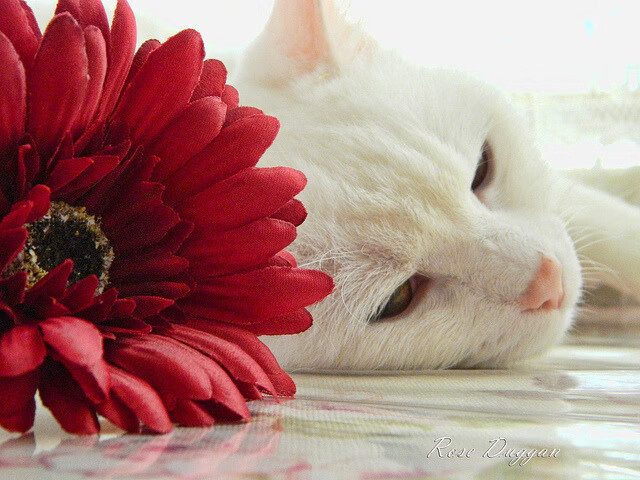 开云·体育官网-【大都会守住领跑位置】DeGrom投出七局无失分，大都会七期