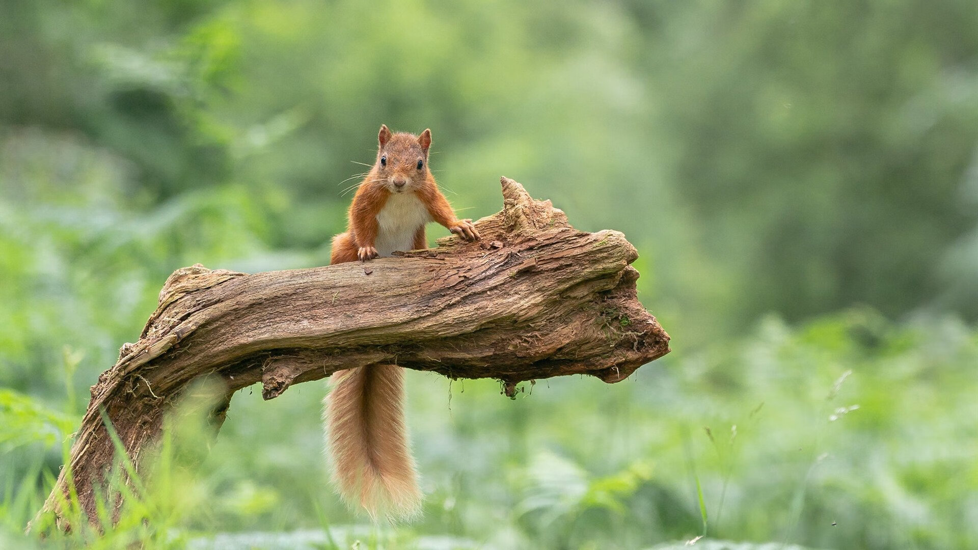 kaiyun官方网站-《英雄联盟中国赛区季中赛，强者争锋》，lol英雄联盟季中赛