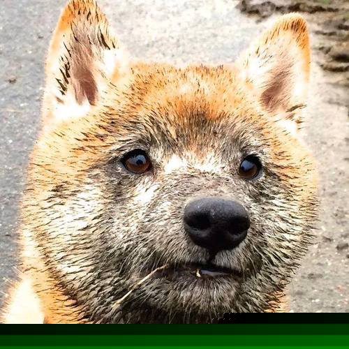 Kaiyun APP-【Jacob deGrom的霸气投球】大都会王牌连续六场优异,大都会联赛后面还有什么