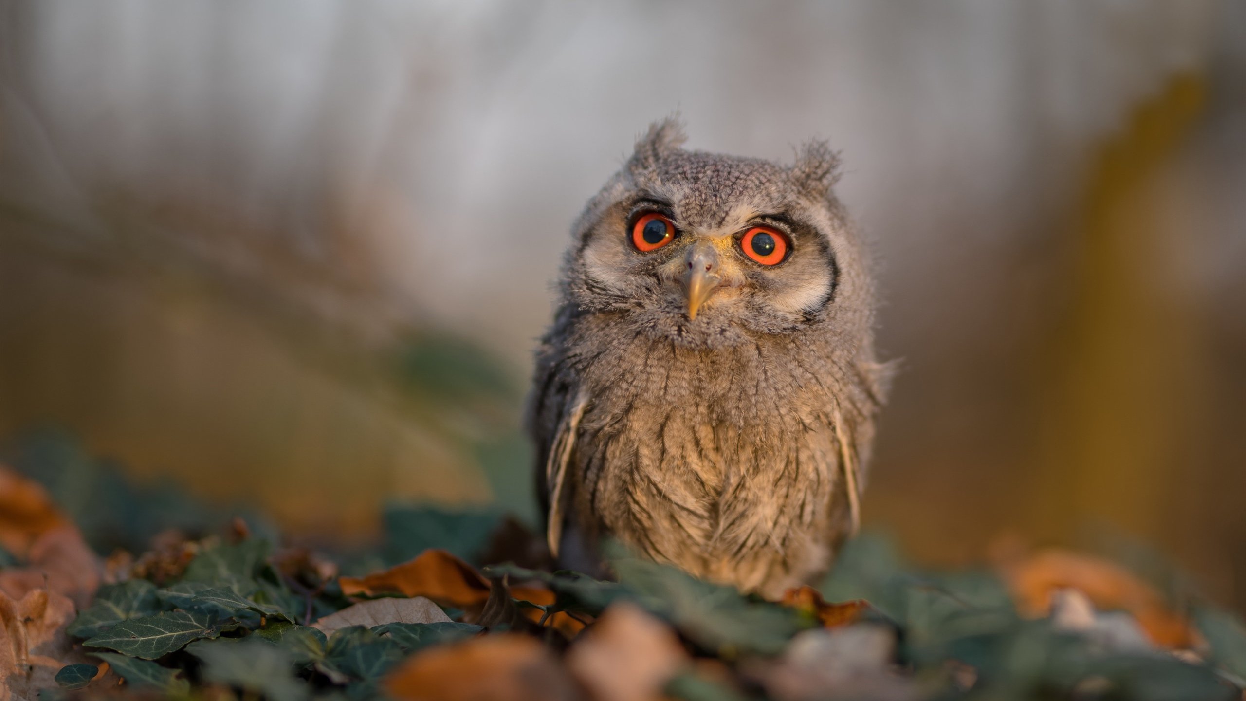 开云·体育官网-史上最具影响力的F1赛季，f1最精彩的一场比赛