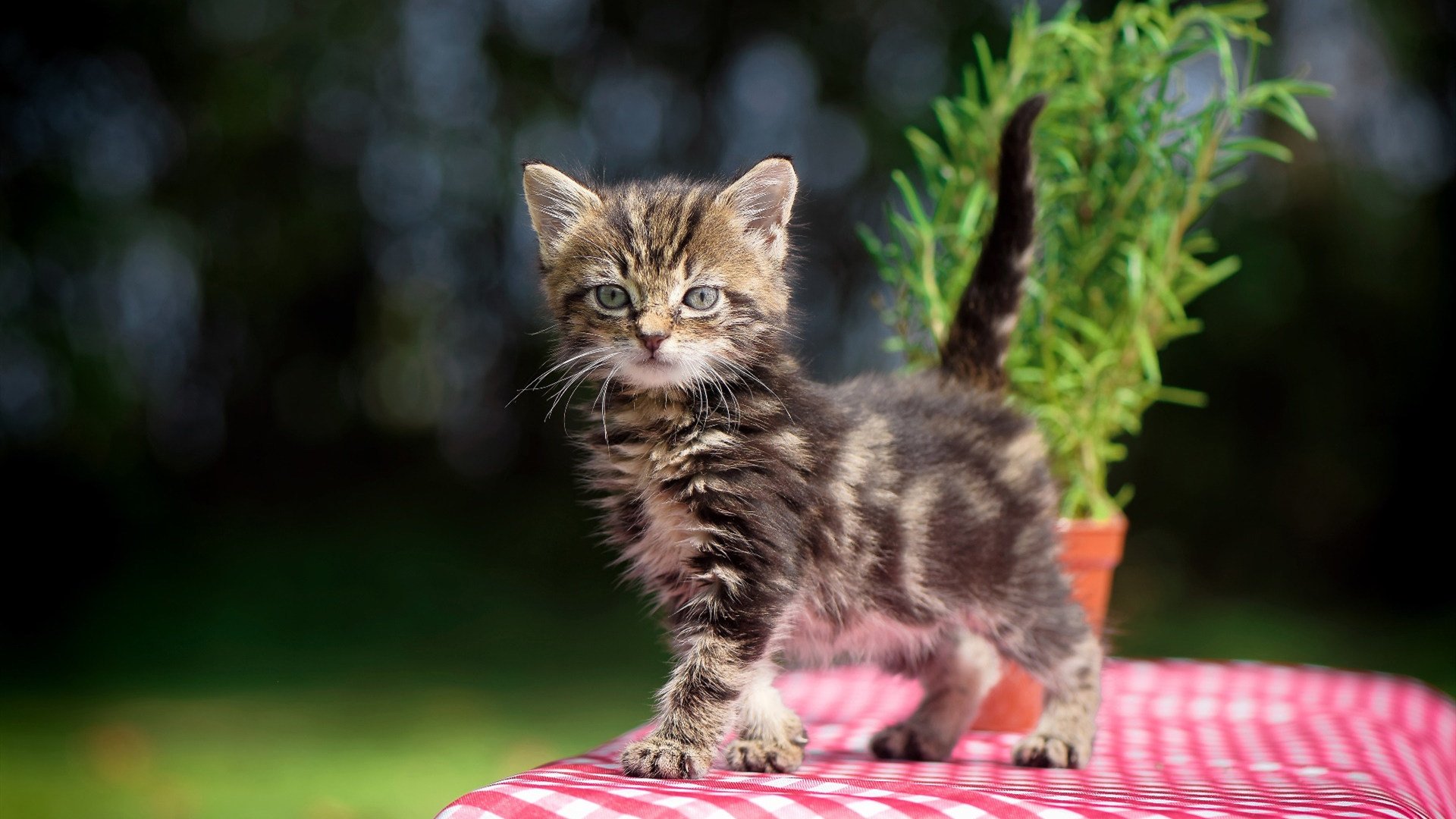 Kaiyun APP-女子足球亚洲杯预选赛中国队晋级，女子足球亚洲杯预选赛中国队晋级名单