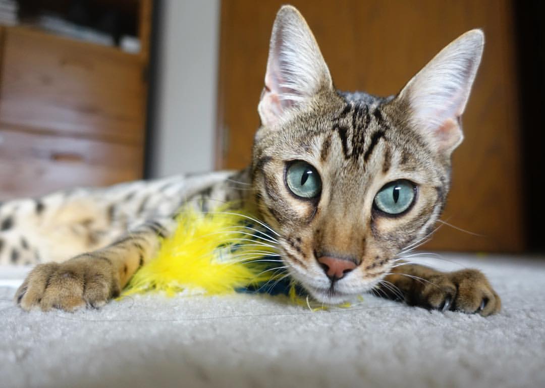 kaiyun网站-战术“黑科技大揭秘”：帮助球队赢得关键胜利，黑科技战法