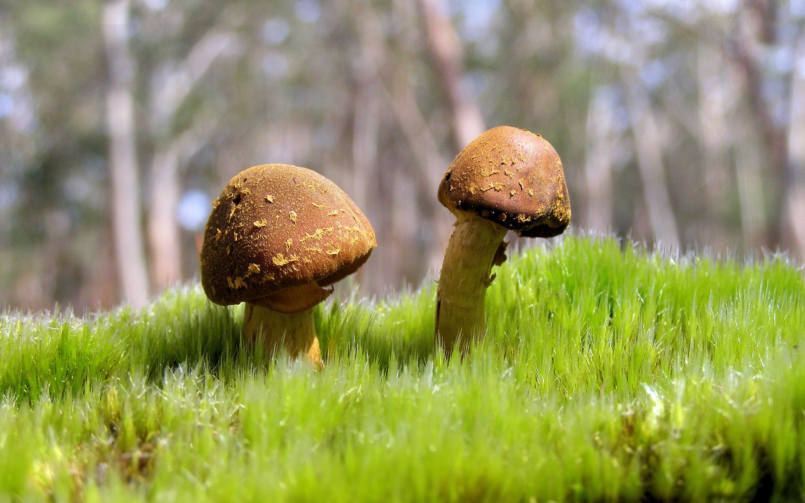 开云网页版-巴萨-逼平维罗纳，晋级希望渺茫，巴萨罗纳vs塞维利亚