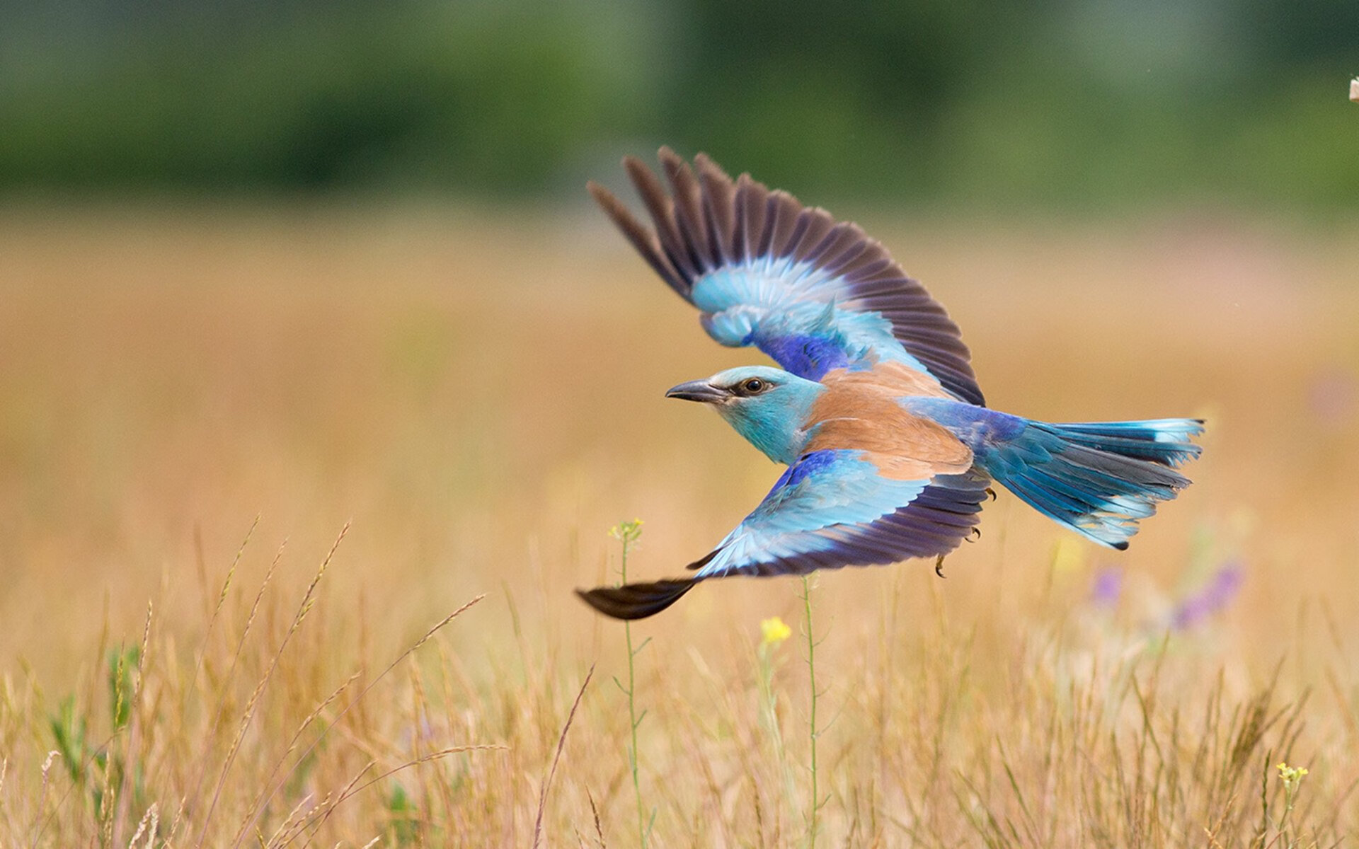 开云·体育官网APP下载-比利时卢卡库受伤 恐缺席欧预赛关键逢战，比利时卢卡库出战