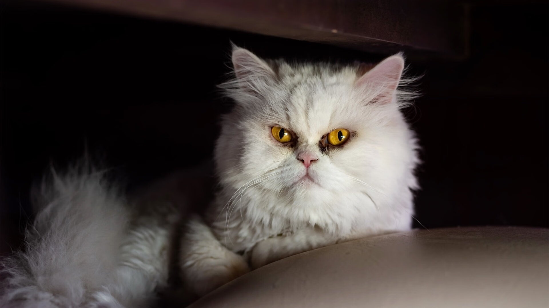 kaiyun官方网站-热那亚足球俱乐部近期在比赛中表现火热，热那亚足球俱乐部老板