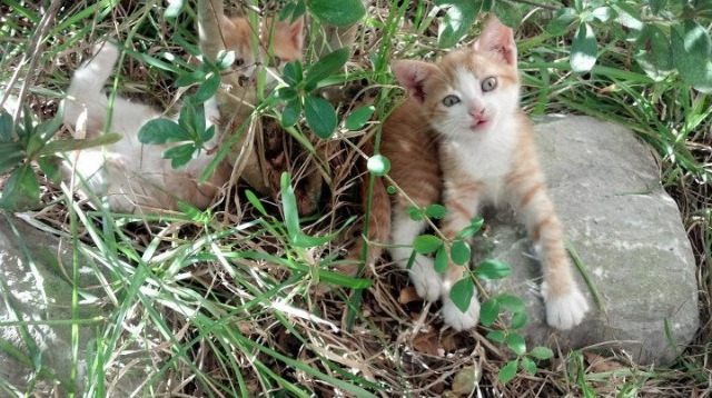 kaiyun.com-“阿仙奴攻势强劲，热刺能否挡住？”