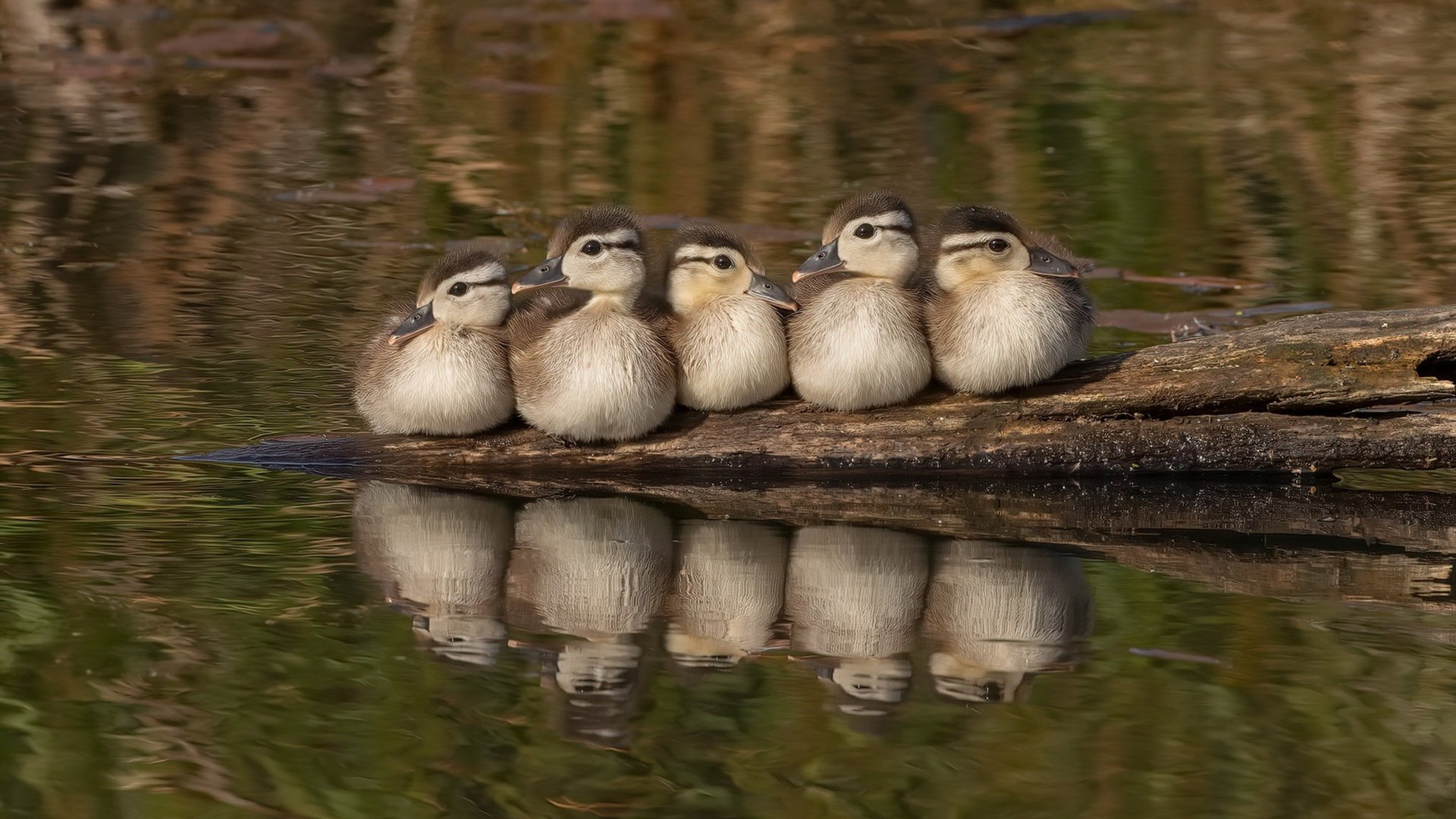 kaiyun网站-山西龙狮管理层明确发展方向加强青训投入,龙狮青年队