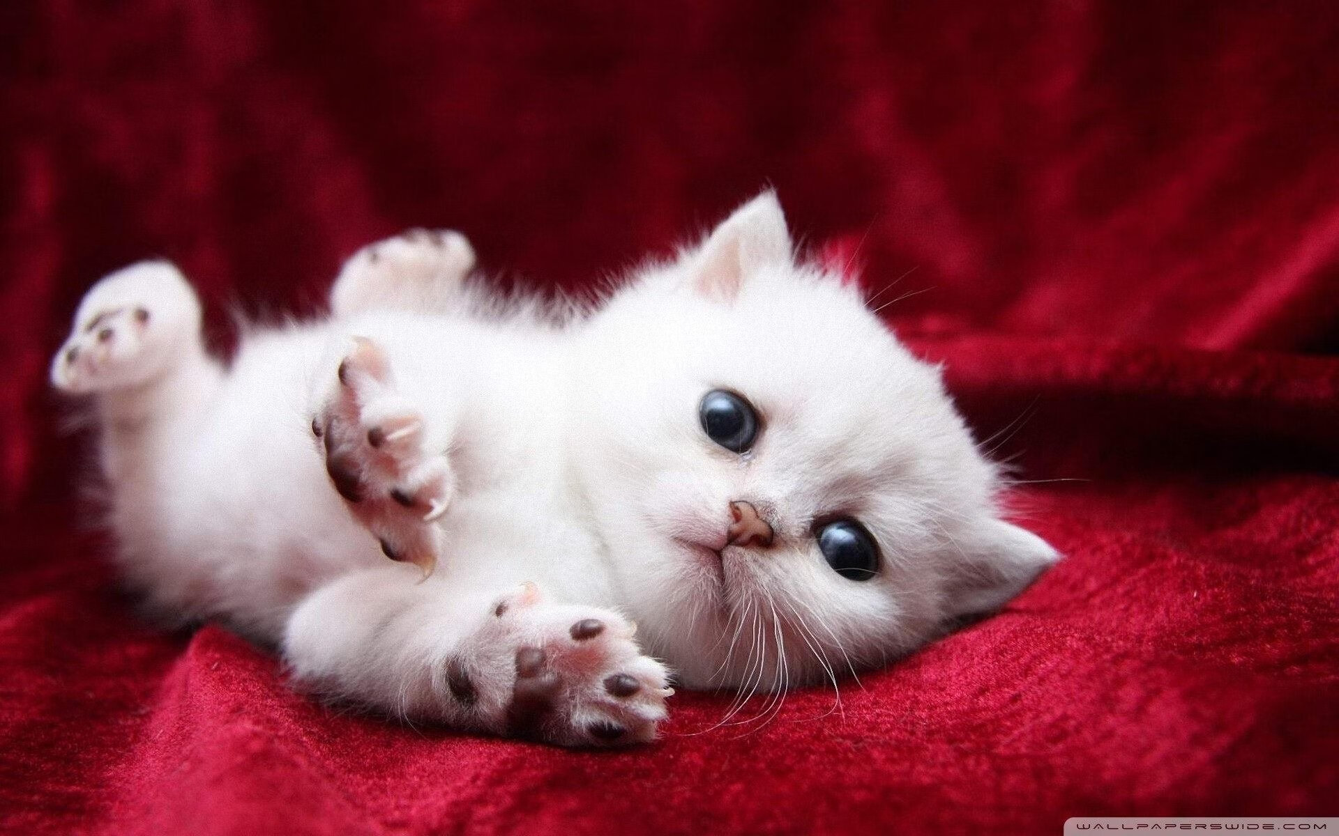 Kaiyun APP-恩波利中场连续推进提升威胁创造力,恩波利老板