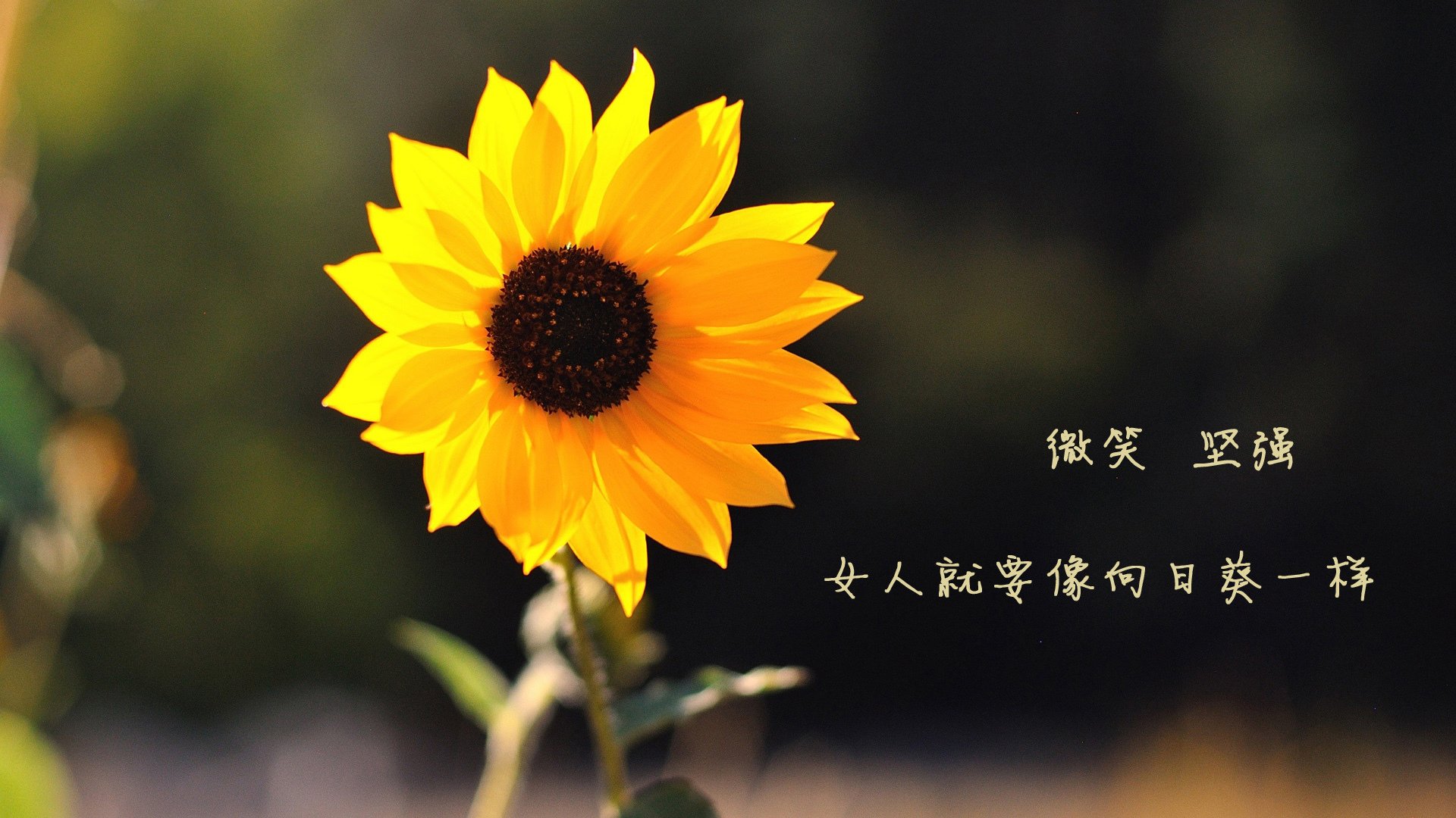 kaiyun登录入口-中超联赛数据分析师成为球队后勤核心岗位，中超数据网