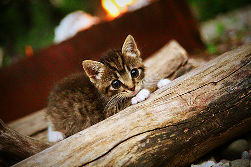 开云网站-中超球队完善中场调度体系提升控球传导效率,中超规则调整