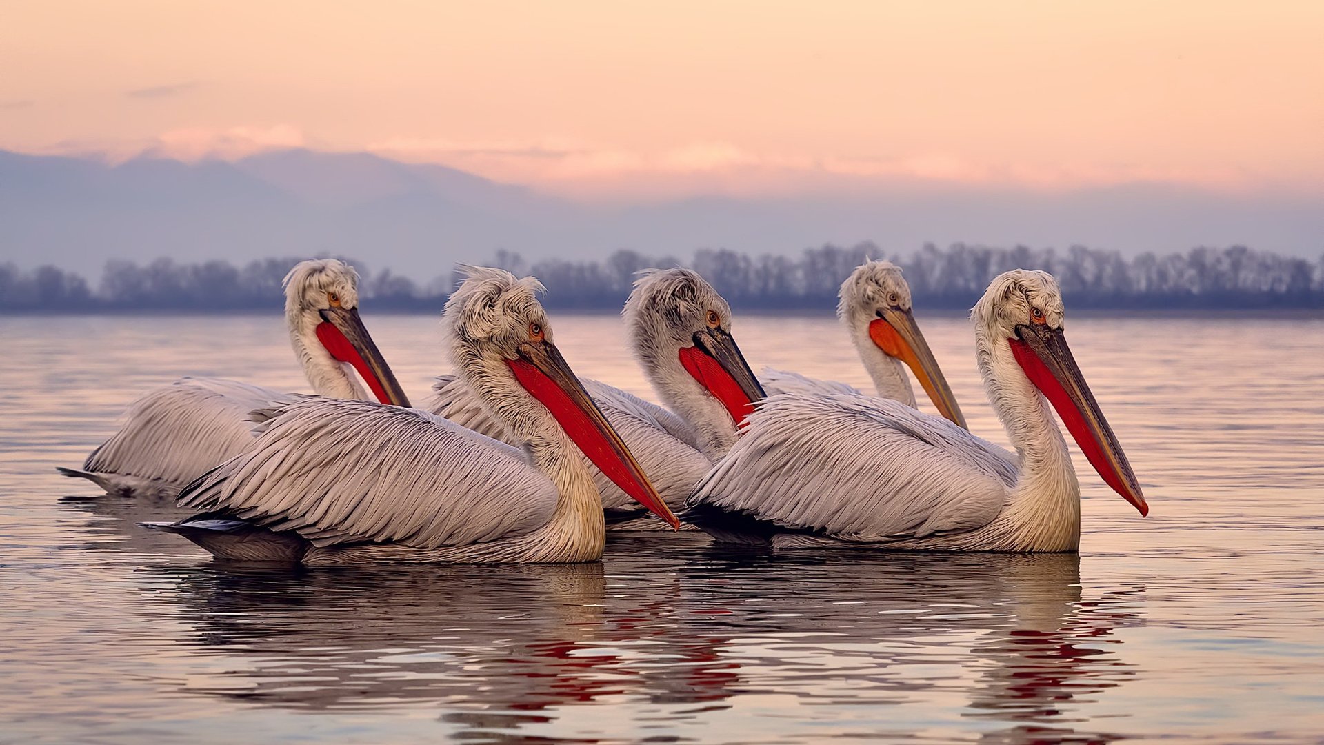 kaiyun体育app-澳大利亚袋鼠队通过战术多点攻击,打破传统强队的壁垒,袋鼠澳大利亚度百科