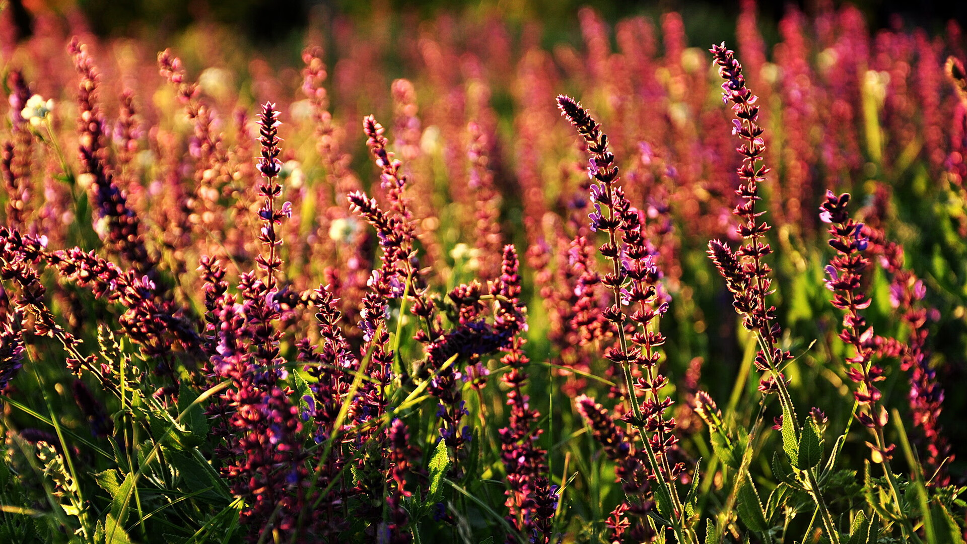 kaiyun官方网站-蛙泳冲刺中立代表队A稳中发力,蛙泳比赛出发视频