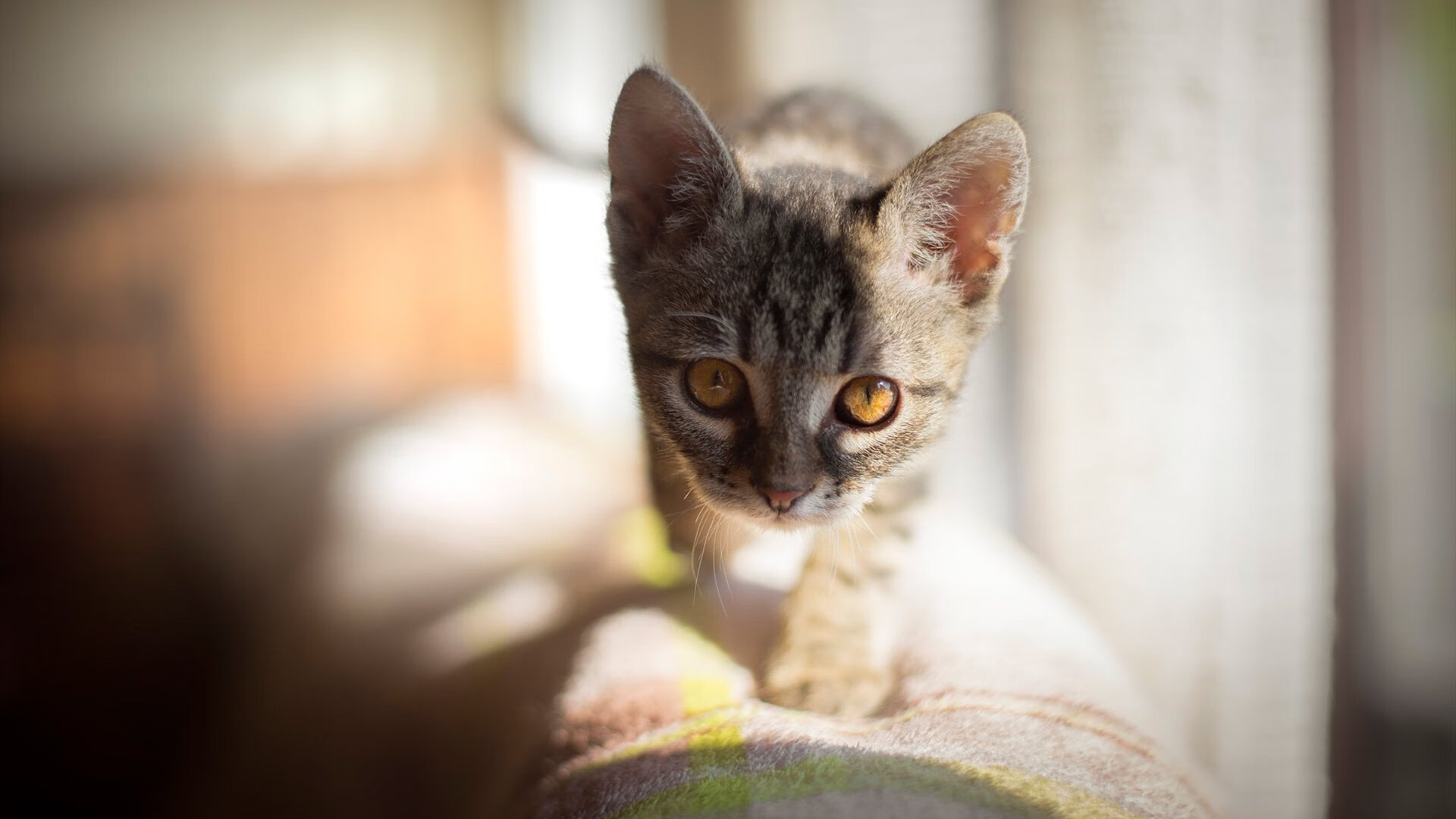 开云·体育官网APP下载-马里特·斯滕伯根赛场风采尽显未来潜力，马尔滕·斯特克伦博格